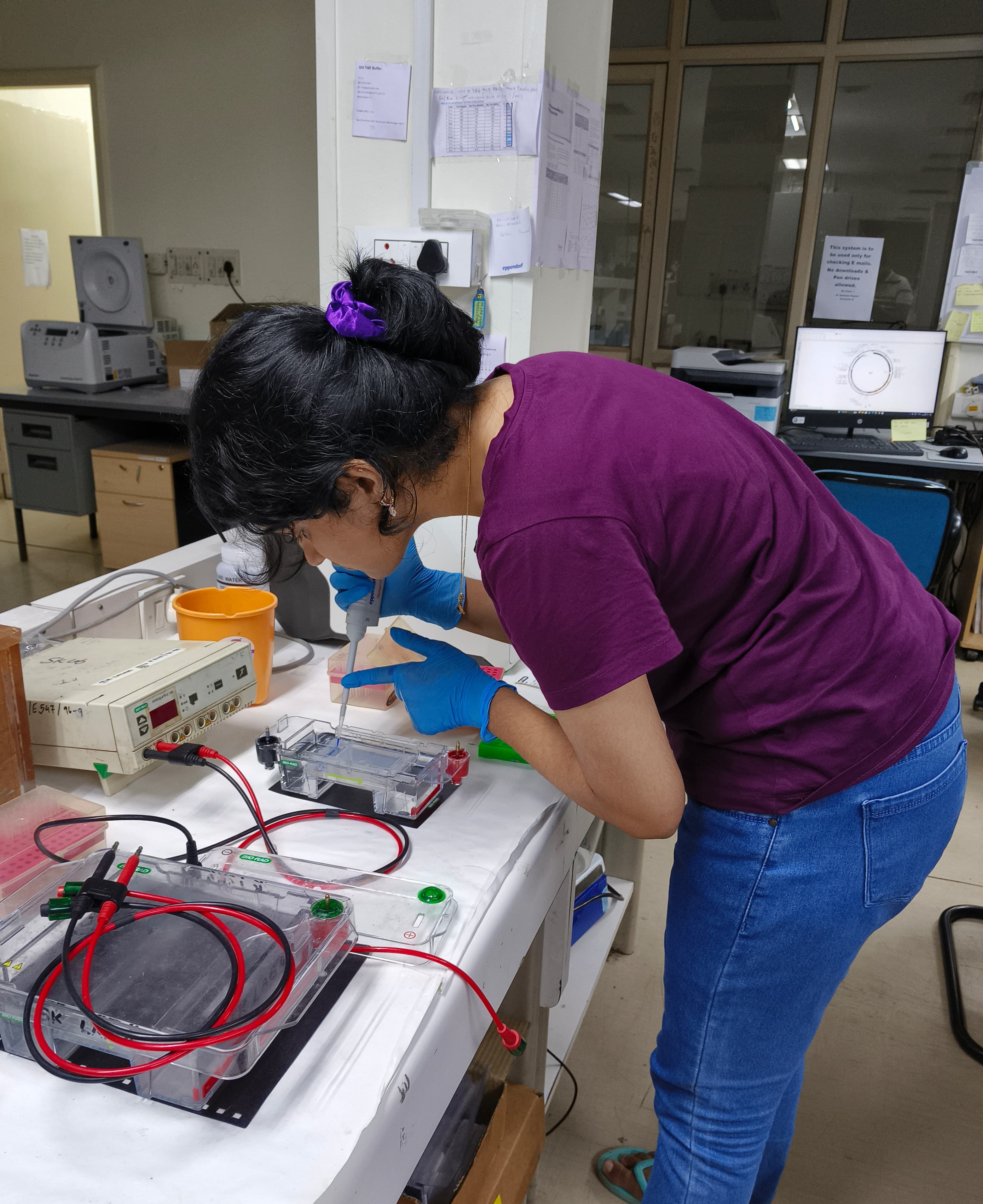 Agarose Gel Electrophoresis & DNA Sizing